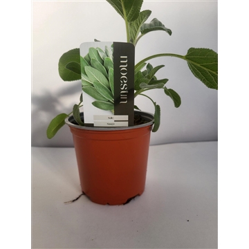 Salvia officinalis &#39;Berggarten&#39; Salie