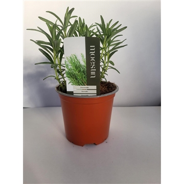 Rosmarinus officinalis overig Rozemarijn