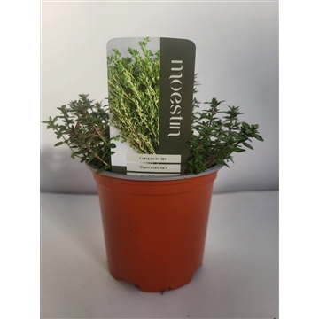 Thymus vulgaris &#39;Compactus&#39; Compacte Tijm