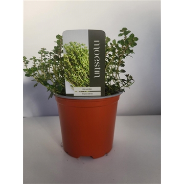 Thymus citriodorus Citroentijm