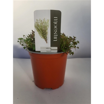 Thymus serpyllum Wilde tijm