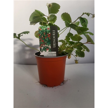 Fragaria vesca Bosaardbei