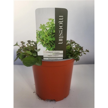 Origanum vulgare &#39;Compactum&#39; Compacte oregano