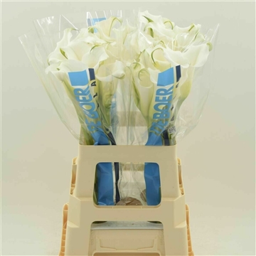Calla White Mambo