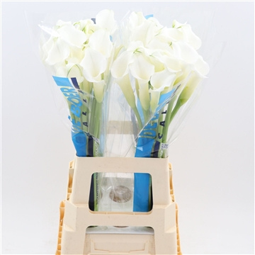 Calla White Mambo