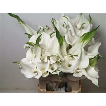 Calla White Mambo | Dubbelbloemig