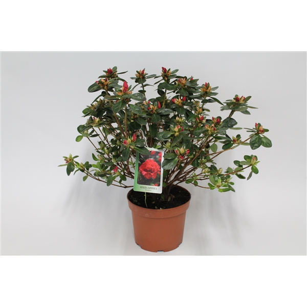 AZALEA JAPONICA BEA BLOEI 30 40cm BEA 32837 FloraXchange