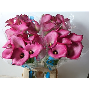 Calla Zazu