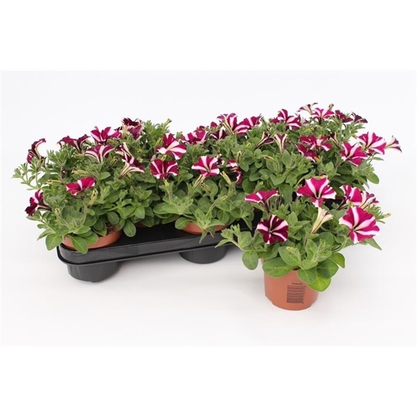 Petunia Purple White (PETORDPUR10) - FloraXchange