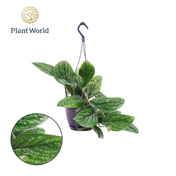 Epipremnum pinnatum &#39;Marble Planet&#39; Hangpot