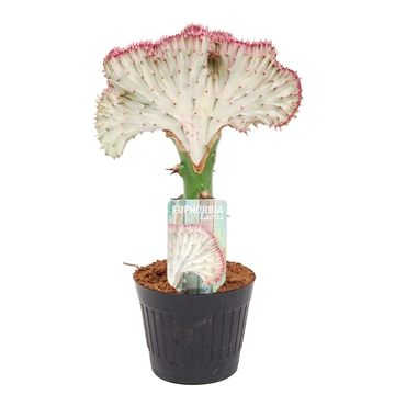 Euphorbia lactea &#39;Cristata&#39; Roze 10,5cm