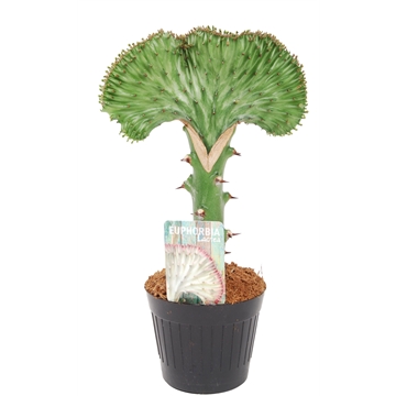 Euphorbia lactea &#39;Cristata&#39; Groen 10,5cm