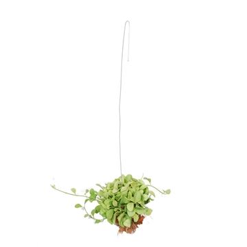 Dischidia &#39;Geri&#39; op Kokoshanger