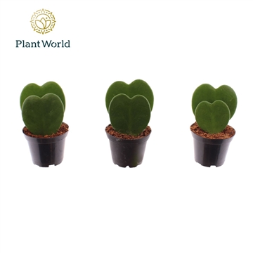 Hoya kerrii double heart 2 pp
