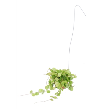 Dischidia Melon Hang in Cactuspot