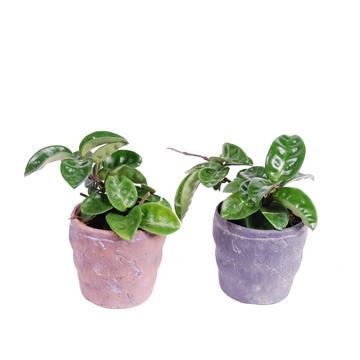 Hoya Krinkle 8 met keramiek Durban