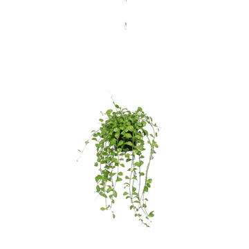 Dischidia Geri p10.5 hang