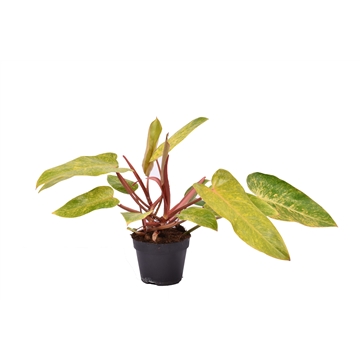Philodendron Painted Lady