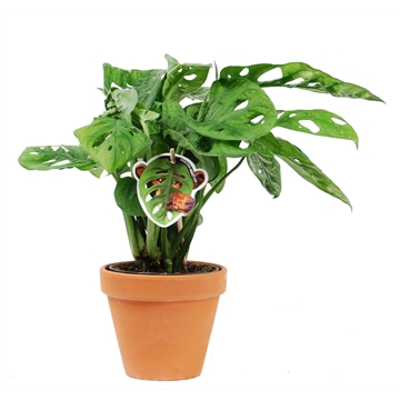 Monstera obliqua &#39;Monkey Leaf&#39; met keramiek Terra Cotta