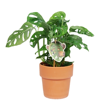 Monstera obliqua &#39;Monkey Leaf&#39; met keramiek ED Terracotta