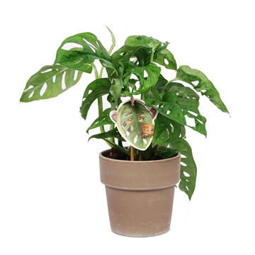 Monstera obliqua &#39;Monkey Leaf&#39; met keramiek ED Taupe