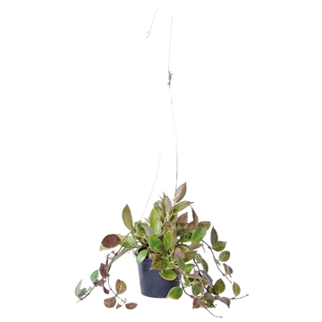 Hoya Sunrise met hangpot 10,5cm