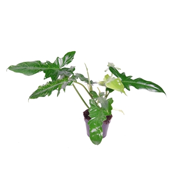 Philodendron Golden Dragon P15