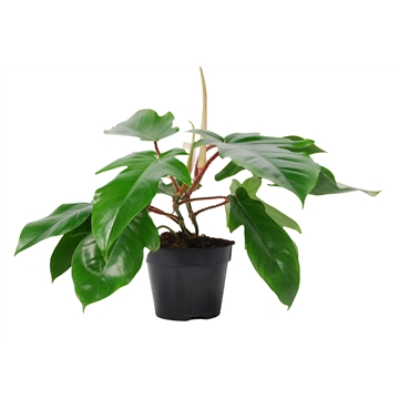 Philodendron Squamiferum