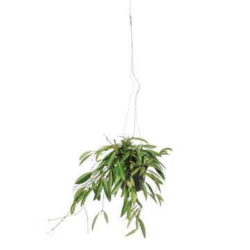Hoya Wayetii p10.5 met hangpot 10,5cm
