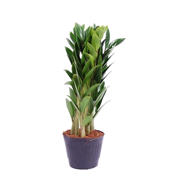 Zamioculcas zamicro Zamiifolia