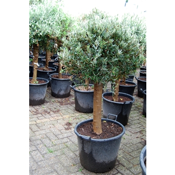 Olea Europaea
