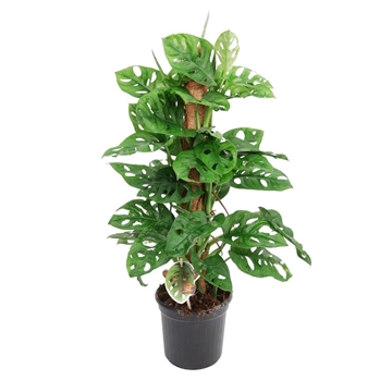 Monstera obliqua &#39;Monkey Leaf&#39; Mosstok