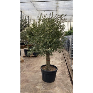 Olea Europaea