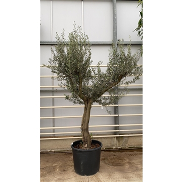 Olea Europaea
