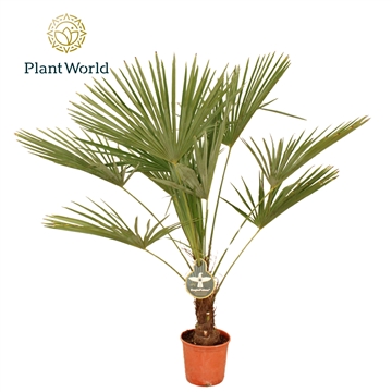 Trachycarpus Fortuneii / Eagle palm P27 130-140cm
