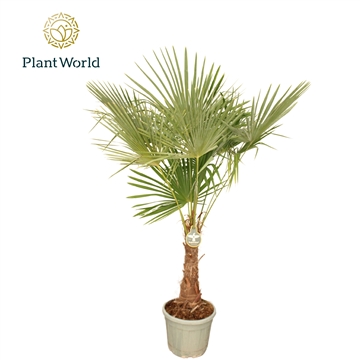 Trachycarpus fortuneii / Eagle palm P45 240cm