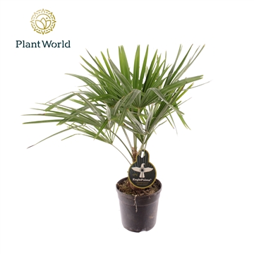 Trachycarpus Fortuneii / Eagle palm P21 80-90cm