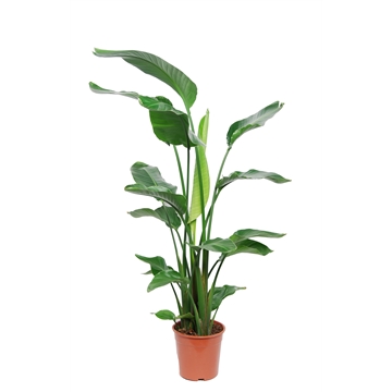 Strelitzia Nicolai 3 PP (zonder bloem) P24 100-120cm