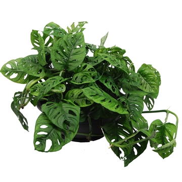 Monstera obliqua &#39;Monkey Leaf&#39; Schaal