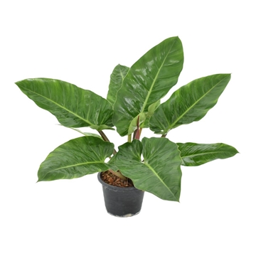 Philodendron melinonii P24