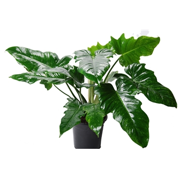 Philodendron ‘Camouflage&#39;