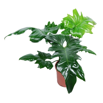 Philodendron &#39;Golden Dragon&#39;