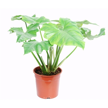 Philodendron Cordatum