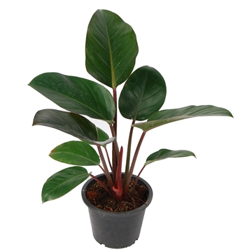 Philodendron Red Congo