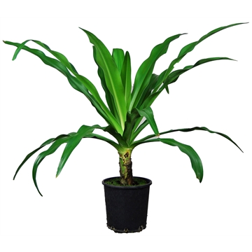 Crinum Asiaticum