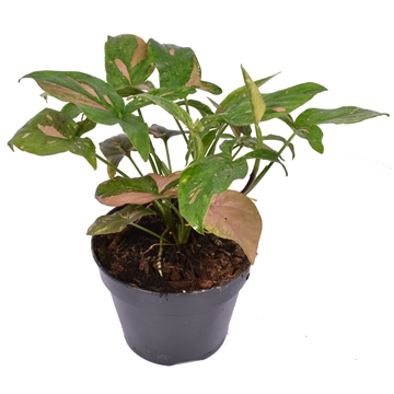 Syngonium podophyllum &#39;Red Spot&#39; P15