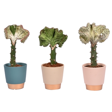 Euphorbia lactea &#39;Cristata&#39; in keramiek Elegance