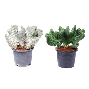 Euphorbia lactea &#39;Magna&#39; p15