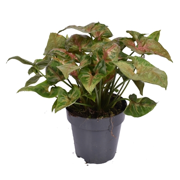 Syngonium podophyllum &#39;Christmas&#39;