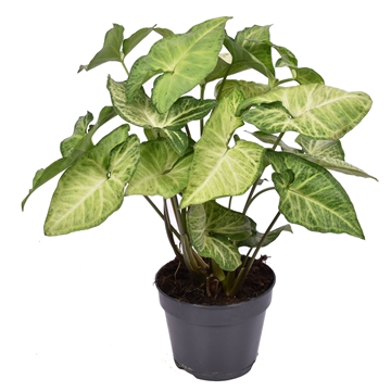 Syngonium podophyllum &#39;White Butterfly&#39;